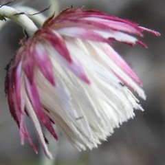 Chrysocephalum baxteri