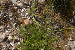 Ursinia discolor