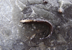 Acanthoclinus fuscus