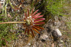 Ursinia discolor