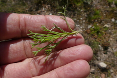 Ursinia discolor