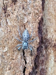 Adoxotoma nodosa