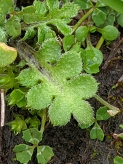 Nemophila pedunculata