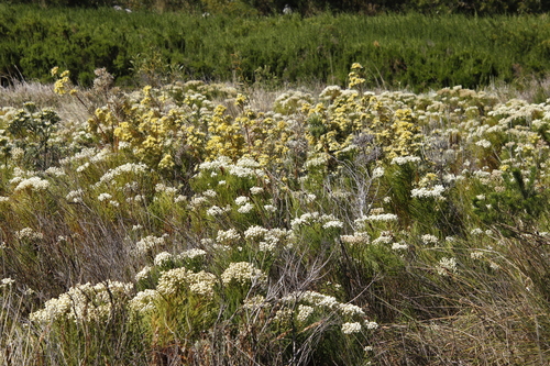 Image of Leucadendron floridum by (c) Tony Rebelo, some rights reserved (CC BY-SA)