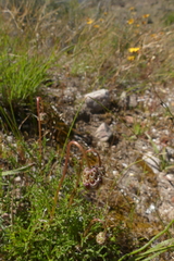 Ursinia discolor