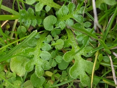 Nemophila pedunculata