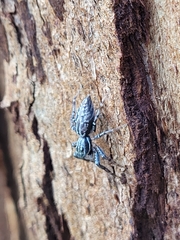 Adoxotoma nodosa