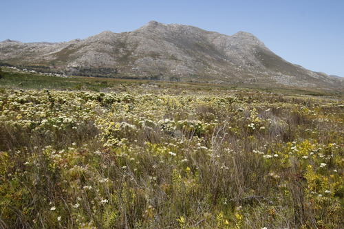 Image of Leucadendron floridum by (c) Tony Rebelo, some rights reserved (CC BY-SA)