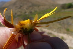 Ursinia discolor