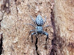 Adoxotoma nodosa
