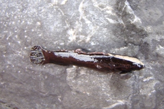 Acanthoclinus fuscus