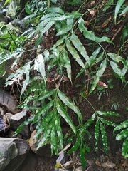 Asplenium formosae