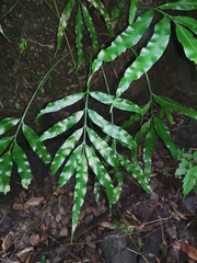 Asplenium formosae