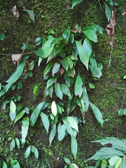 Antrophyum formosanum