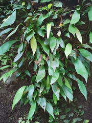 Antrophyum formosanum