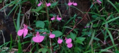 Balsaminaceae