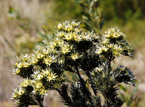 Image of Leucadendron floridum by (c) Tony Rebelo, some rights reserved (CC BY-SA)