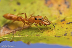 Myrmarachne ichneumon