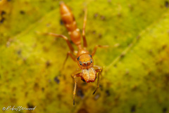 Myrmarachne ichneumon