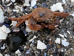 Hemigrapsus takanoi