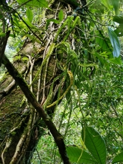 Phlegmariurus fordii