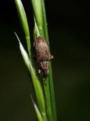 Steriphus ascitus