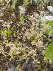 Cerastium semidecandrum