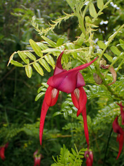 Clianthus puniceus