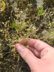 Cerastium semidecandrum