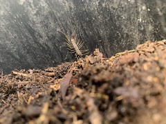 Allothereua maculata