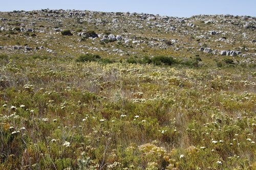 Image of Leucadendron floridum by (c) Tony Rebelo, some rights reserved (CC BY-SA)