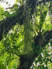 Phlegmariurus phlegmaria