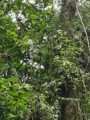 Phlegmariurus phlegmaria