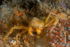 Inachus phalangium
