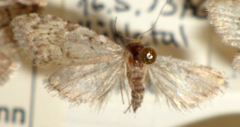 Nola confusalis