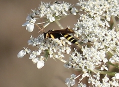 Ichneumon sarcitorius