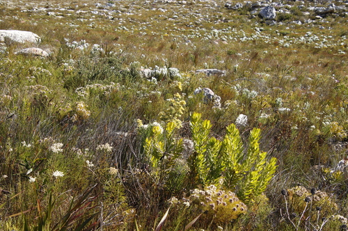 Image of Leucadendron floridum by (c) Tony Rebelo, some rights reserved (CC BY-SA)