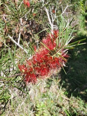 Melaleuca linearis linearis