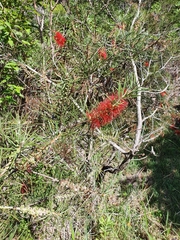 Melaleuca linearis linearis