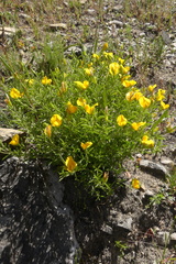 Argyrolobium pachyphyllum