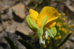 Argyrolobium pachyphyllum