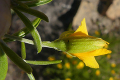 Argyrolobium pachyphyllum