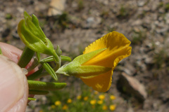 Argyrolobium pachyphyllum