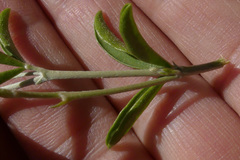 Argyrolobium pachyphyllum