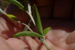 Argyrolobium pachyphyllum