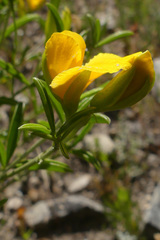 Argyrolobium pachyphyllum