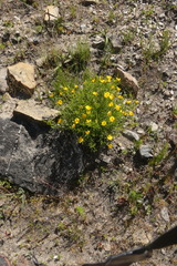 Argyrolobium pachyphyllum