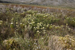 Leucadendron floridum