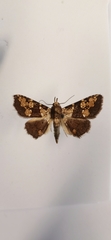 Lepidoptera