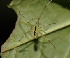 Thwaitesia nigronodosa